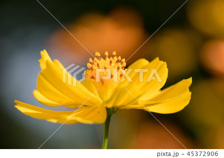 コスモス 花粉 オレンジ 花の写真素材