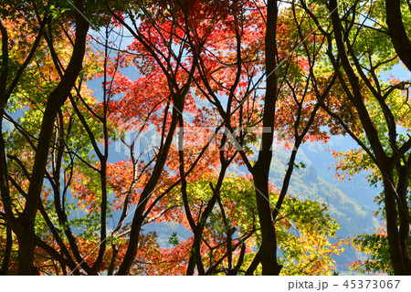 群馬県みどり市の紅葉 45373067