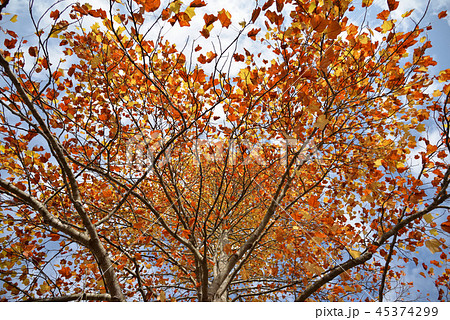 晩秋のユリノキ 45374299