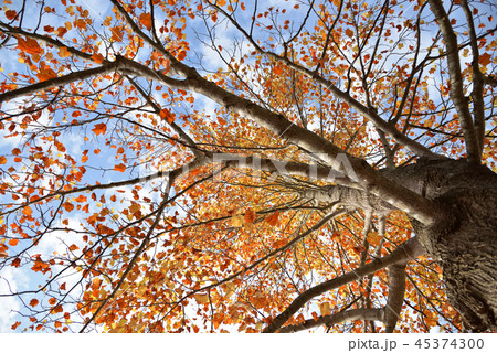 晩秋のユリノキ 晩秋のユリノキ 45374300