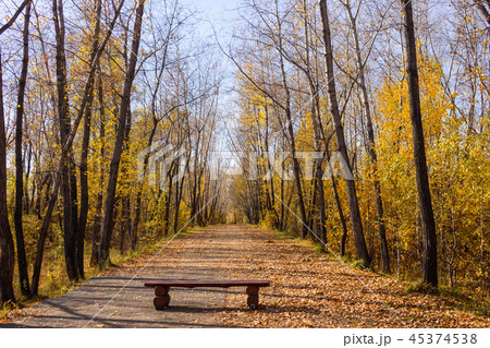 Bench on the alley in the park in autumn 45374538