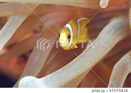 クマノミ　イソギンチャク 45374818