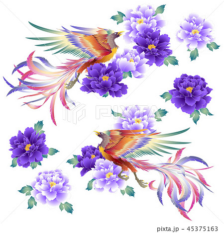 鳳凰と牡丹のイラストのイラスト素材 [45375163] - PIXTA