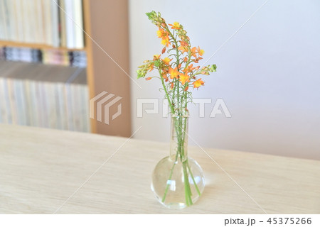 花瓶の花　ブルビネ・フルテスケンス 45375266