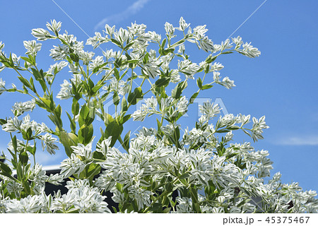 ハツユキソウ ハツユキソウ 45375467