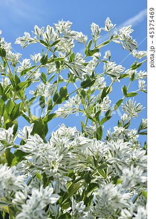 ハツユキソウ ハツユキソウ 45375469