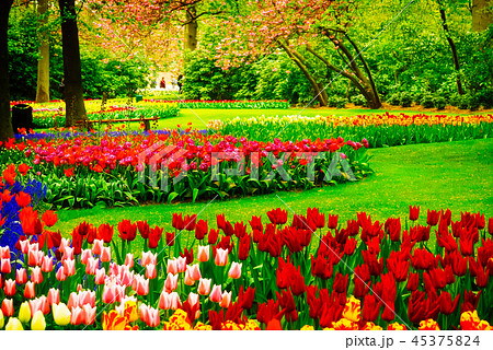 fresh lawn with flowers fresh lawn with flowers 45375824