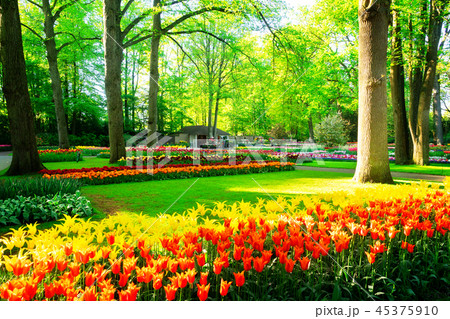fresh lawn with flowers fresh lawn with flowers 45375910