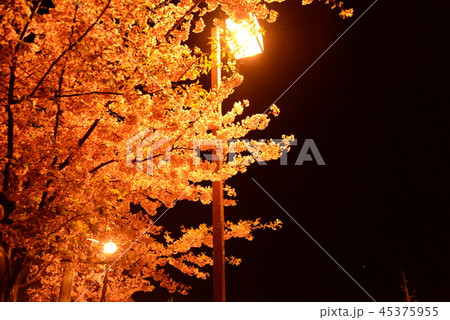 桜と街灯 桜と街灯 45375955