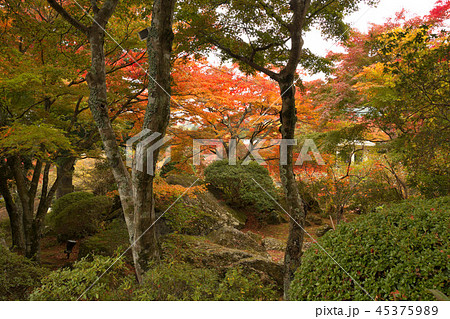 強羅公園の紅葉の写真素材