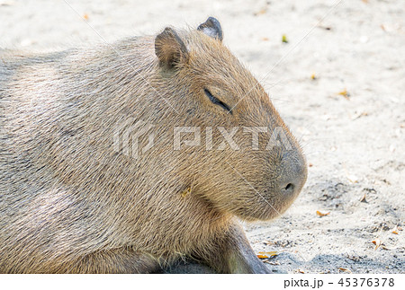 カピバラ カピパラ オニテンジクネズミ 45376378