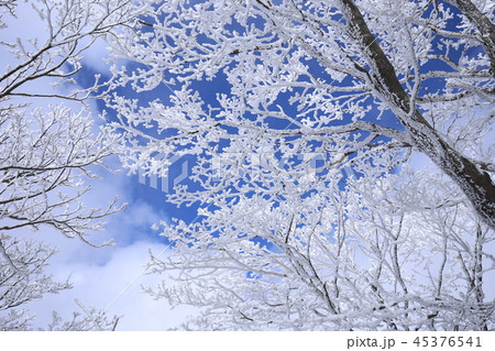 霧島の樹氷 霧島の樹氷 45376541