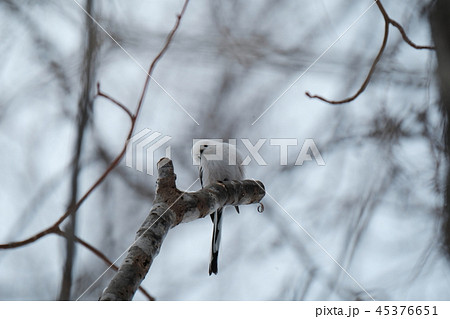 首を傾げるシマエナガちゃん 45376651