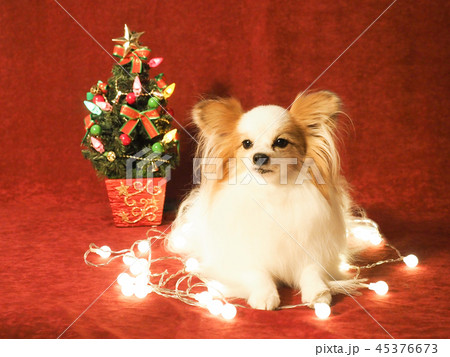 クリスマスツリーとパピヨン クリスマスツリーとパピヨン 45376673