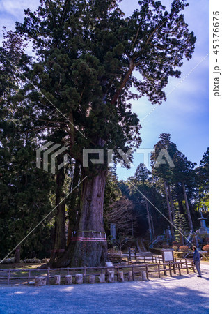 (千葉県)清澄寺(せいちょうじ) 千年杉 (千葉県)清澄寺(せいちょうじ) 千年杉 45376676