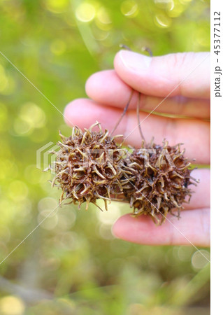 モミジバフウの実と男性の手　紅葉葉楓　Liquidambar styraciflua 45377112