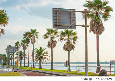 袖ヶ浦海浜公園 45377429