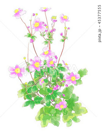 秋明菊 秋明菊 45377555