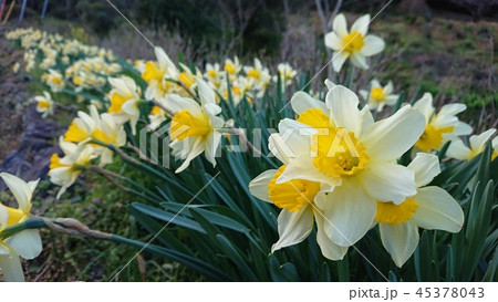 スイセンの花 スイセンの花 45378043