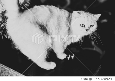 Two golden wedding rings isolated background concept Two golden wedding rings isolated background concept 45378924