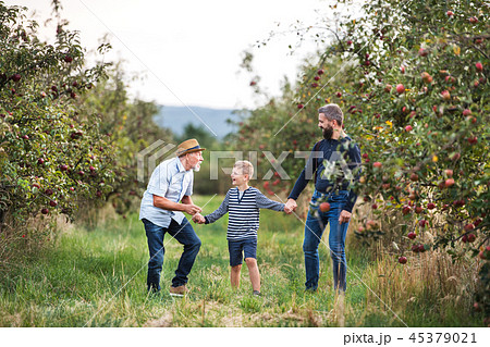 A small boy with father and grandfather walking in apple orchard in autumn. A small boy with father and grandfather walking in apple orchard in autumn. 45379021