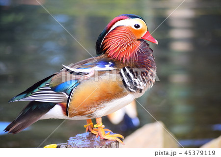 オシドリ 45379119