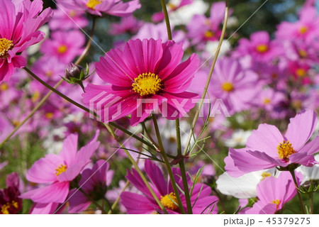 秋桜 秋桜 45379275