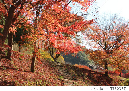 紅葉の重源の郷 紅葉の重源の郷 45380377