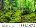 新緑の森 45381473