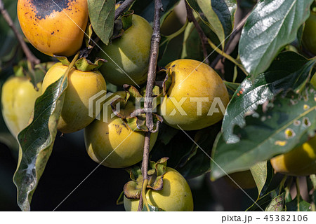 熟れ始めた柿の実 熟れ始めた柿の実 45382106