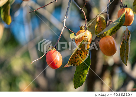 樹上の柿の実 45382157