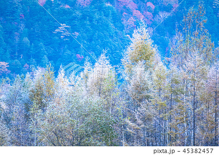 《長野県》秋の上高地・凍結したカラマツ 45382457
