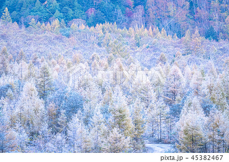 《長野県》秋の上高地・凍結したカラマツ 45382467