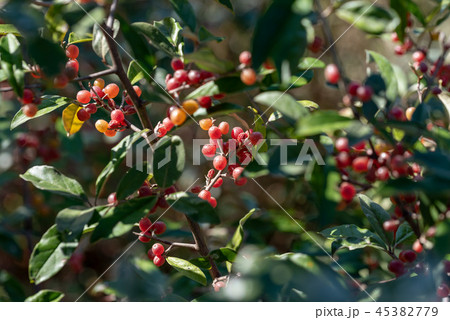 樹上のアキグミの実 樹上のアキグミの実 45382779