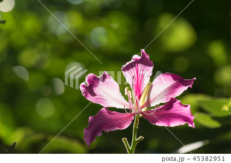 Purple orchid flower with greenery background 45382951