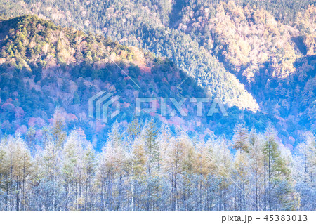 《長野県》秋の上高地・凍結したカラマツ 45383013