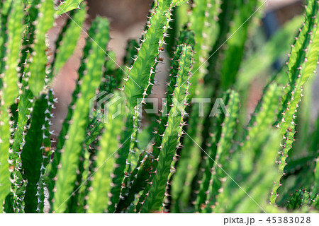 サボテンもどき ユーフォルビア春駒 45383028