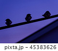 黄昏の3羽の雀 45383626