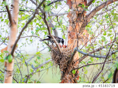 Common Grackle on the nest Common Grackle on the nest 45383719