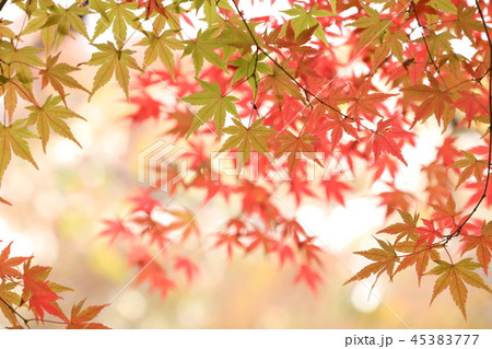淡い背景の紅葉(モミジ、カエデ、楓) 淡い背景の紅葉(モミジ、カエデ、楓) 45383777