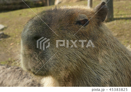 カピバラ 45383825
