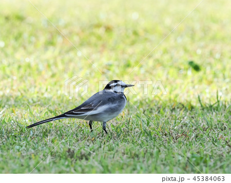 ハクセキレイ 45384063