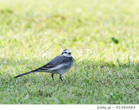 ハクセキレイ 45384064