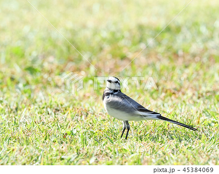 ハクセキレイ ハクセキレイ 45384069
