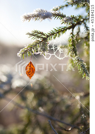 Frozen spruce branch and birch leaf 45384215
