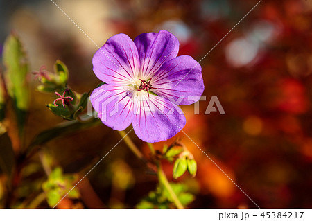 Purple flower and vibrant red background Purple flower and vibrant red background 45384217