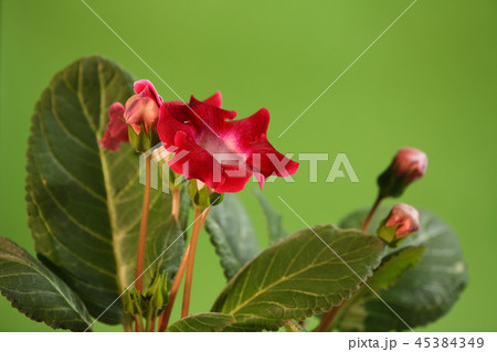 red gloxinia Indoor flowers 45384349