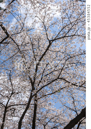 空 木 花 45384552