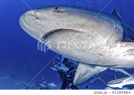 bull shark in the blue ocean background 45384964