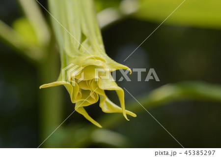 Angels trumpet Angels trumpet 45385297
